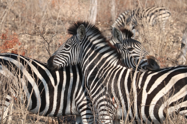 Two zebras interacting in the wild.