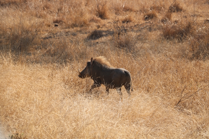       A warthog walking in a dry grassy area.
  