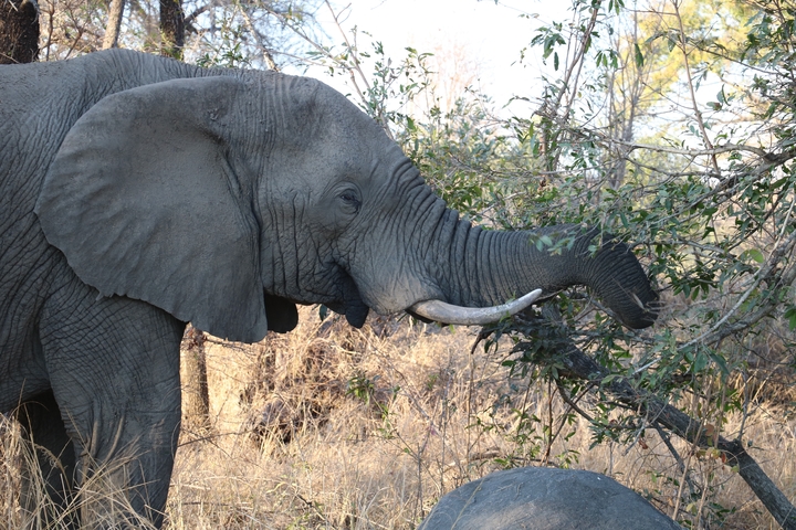       Elephant feeding on tree branches.
  