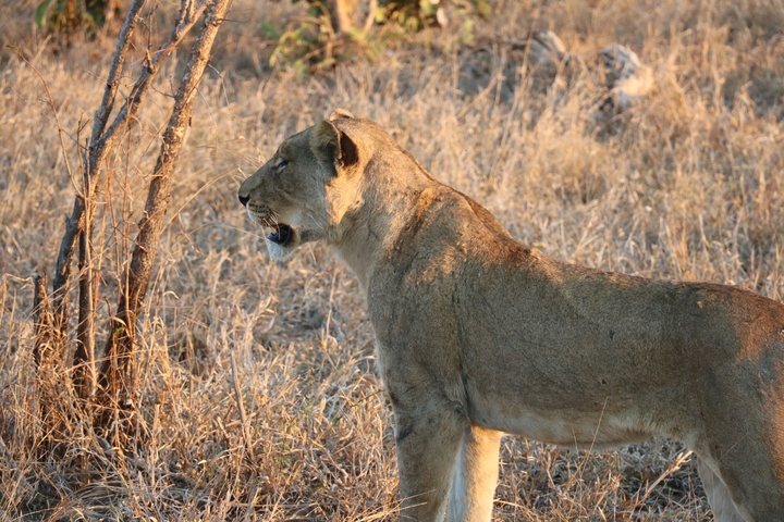 Lioness in a dry grassy landscape.