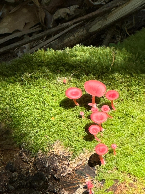 Close-up of small red mushrooms on moss.