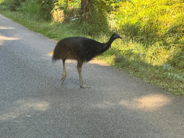 A cassowary walking on a road.