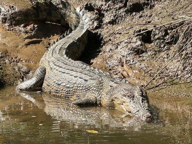       Crocodile resting by a water body.
  