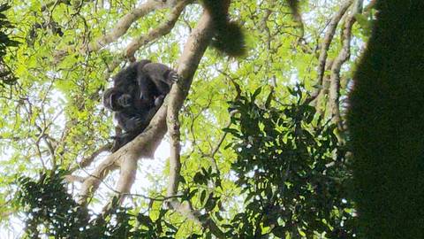 Chimpanzee resting on a tree branch in dense foliage.