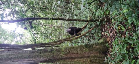 Chimpanzee in a forested area sitting on a tree branch.