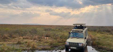 Safari vehicle with passengers viewing lions in the grassland.