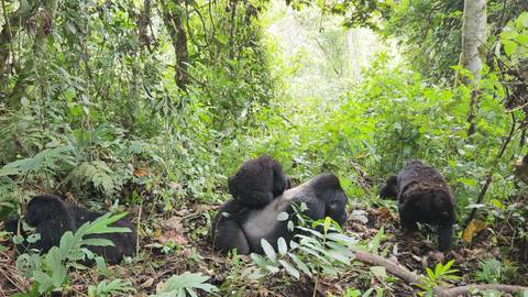       Gorilla family resting on forest ground with lush foliage.
  