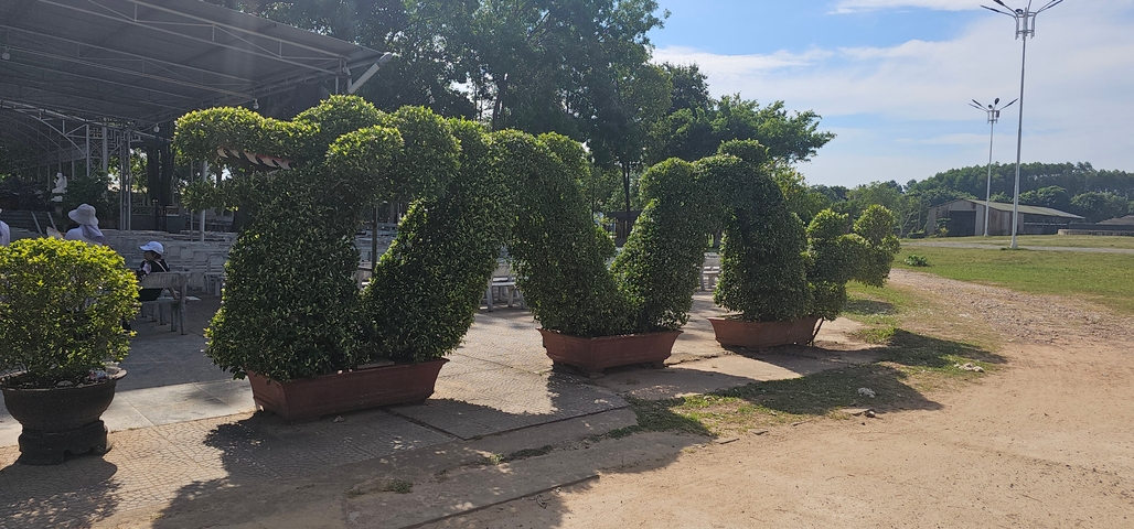 Topiary plants shaped into a dragon in a public park.