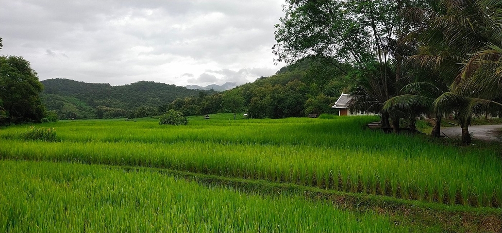       Lush green rice fields with mountains in the background.
  