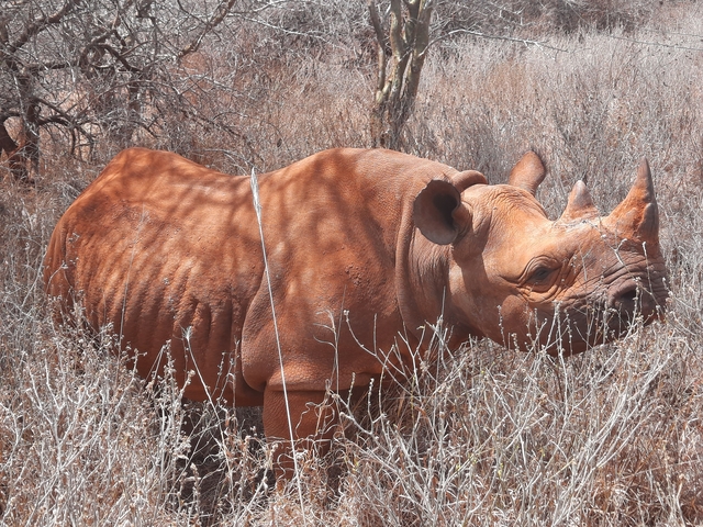 A rhinoceros standing in dry grass surrounded by trees.