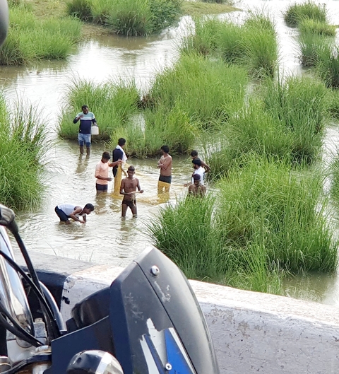       People washing or wading in a watery grassy area.
  