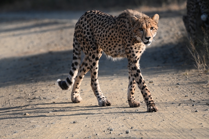       A cheetah walking on a dirt road.
  