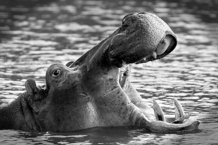       A hippo with its mouth open in water.
  