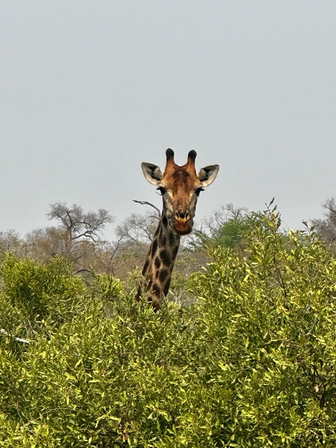 Close-up of a giraffe in a natural habitat.