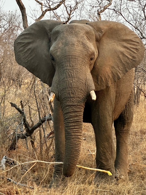 Close-up of an elephant in a natural setting.