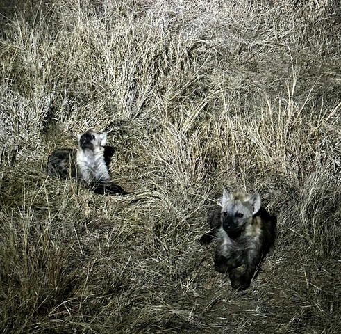 Hyenas resting in tall grass during the night.