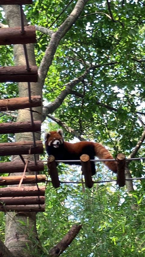 A red panda climbing on a wooden structure in a forest.