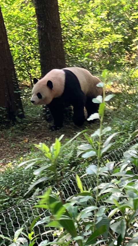 A panda walking in the grass with trees in the background.