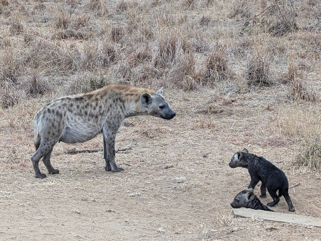 A hyena with two pups in a dry landscape.