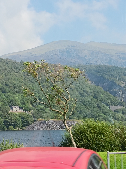 Lone tree on a mountain with distant building.