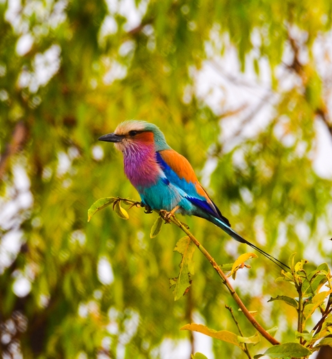 Colorful bird perched on a branch.