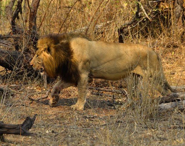 Lion walking in the savannah.