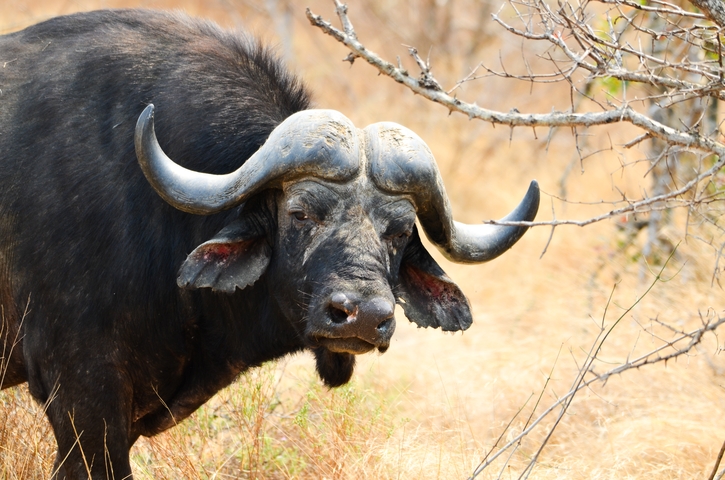 Buffalo basking under a tree.