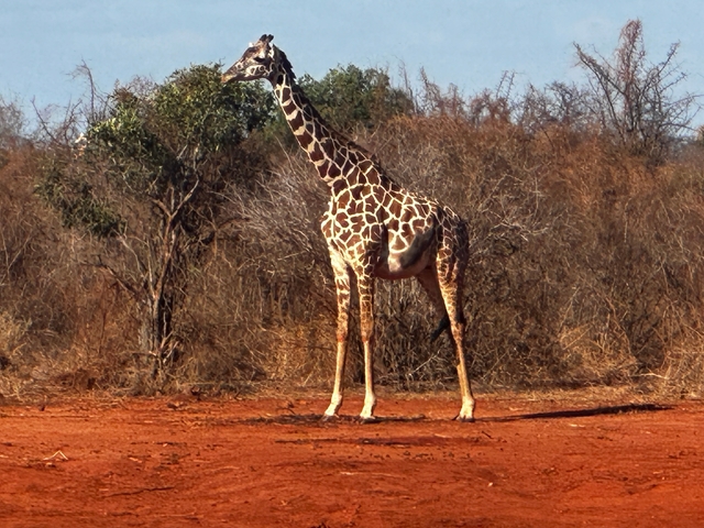 Giraffe standing in a dry landscape.