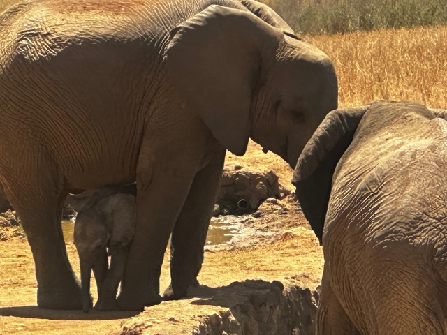 Family of elephants in the wild.
