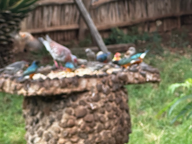       Blurry image of birds at a feeder.
  