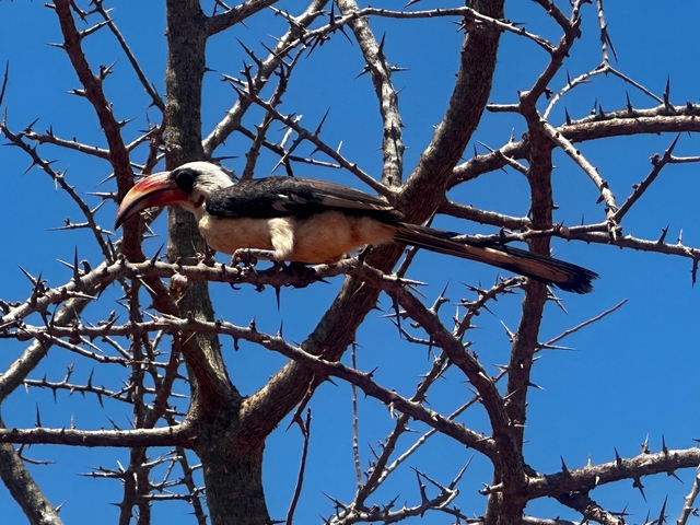       Hornbill perched on a thorny branch against a clear sky.
  