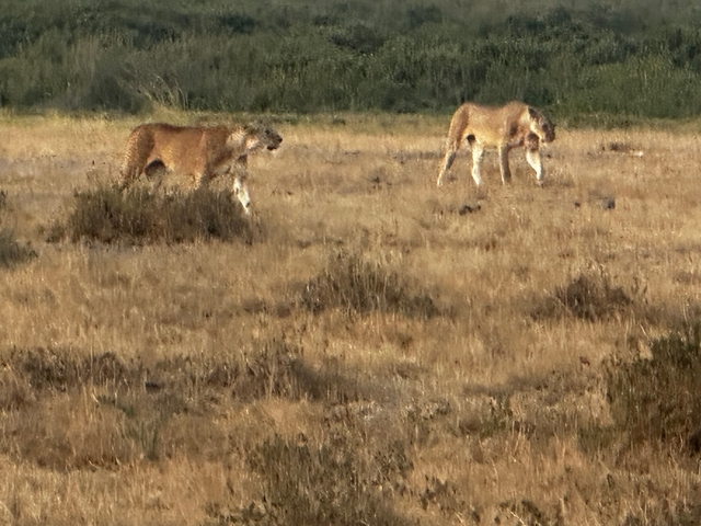 Two cheetahs walking in a grassy savannah.