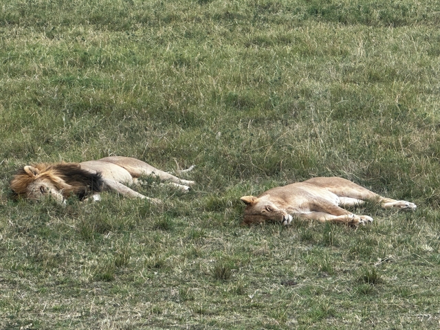 Two lions resting in a grassy field.