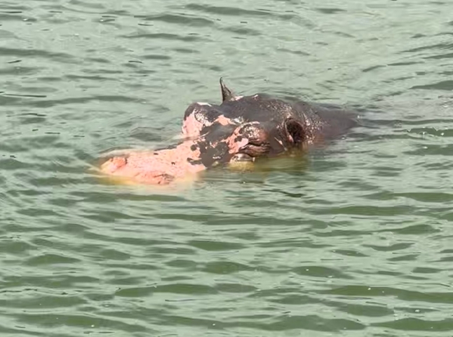       Close-up of a hippo's head emerging from water.
  