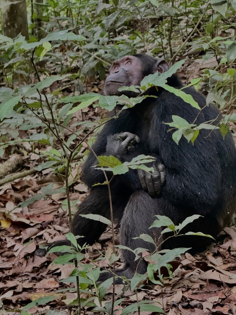       A gorilla holding a baby amidst dense foliage.
  