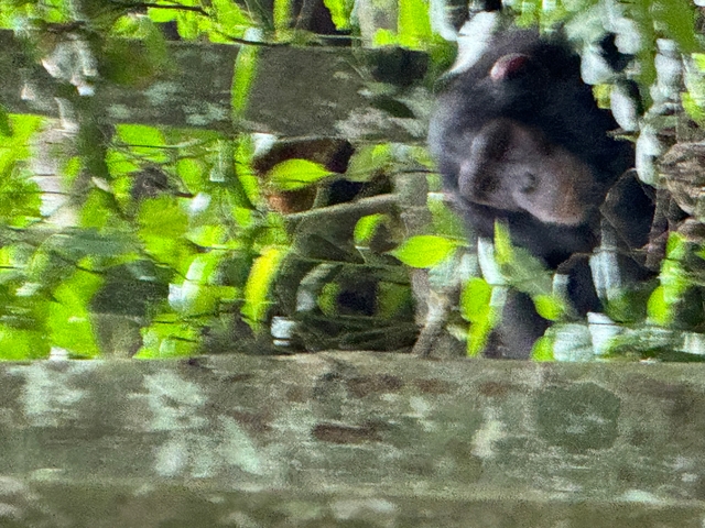       Blurry image of a chimpanzee among leaves.
  