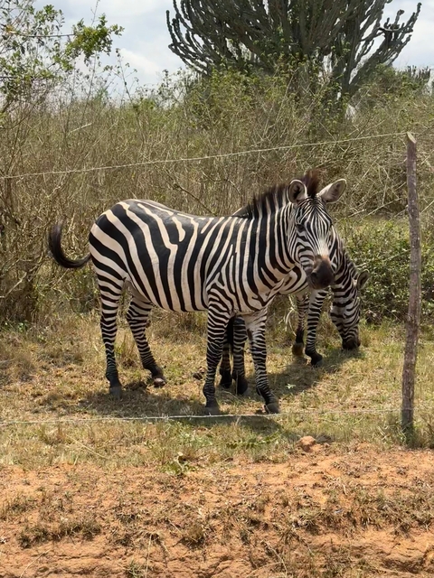       Two zebras standing in a dry, grassy area.
  