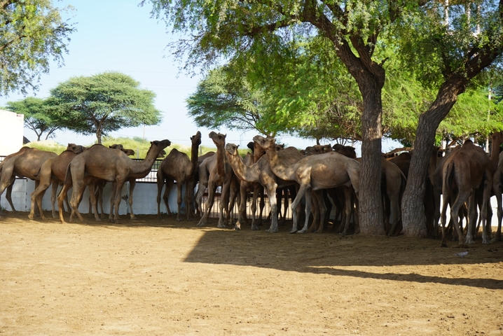       Camels standing under trees in a sandy area.
  