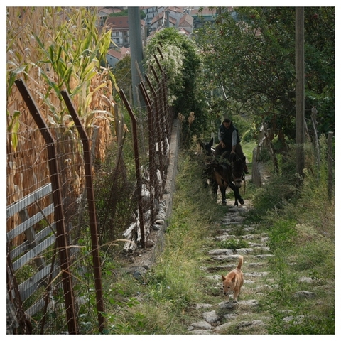 Klantbeoordelingsfoto van Wandelen langs de Amalfikust (15 bestemmingen) 