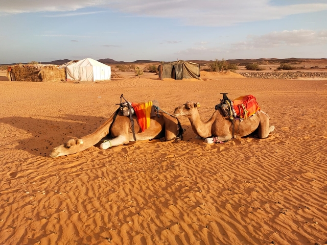       Camels resting in a desert setting.
  
