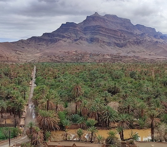       Vast palm grove with mountains in the background.
  