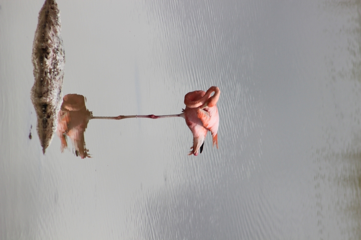 A flamingo stands reflected in calm water.