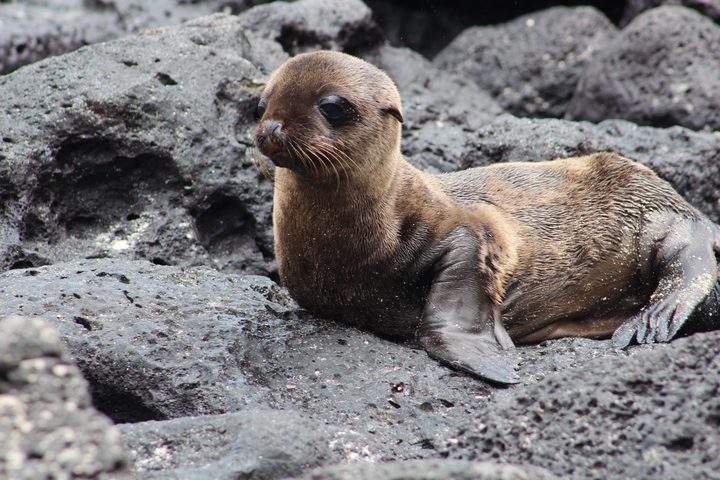 A young seal on rocky terrain.