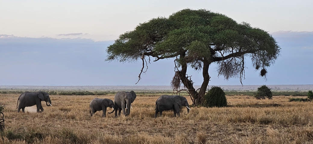 Elephants grazing under an acacia tree in a savannah landscape.