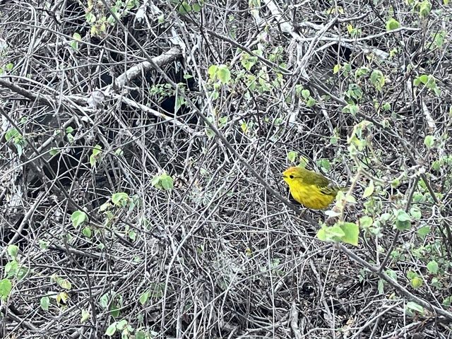A small yellow bird perched among twigs and leaves.