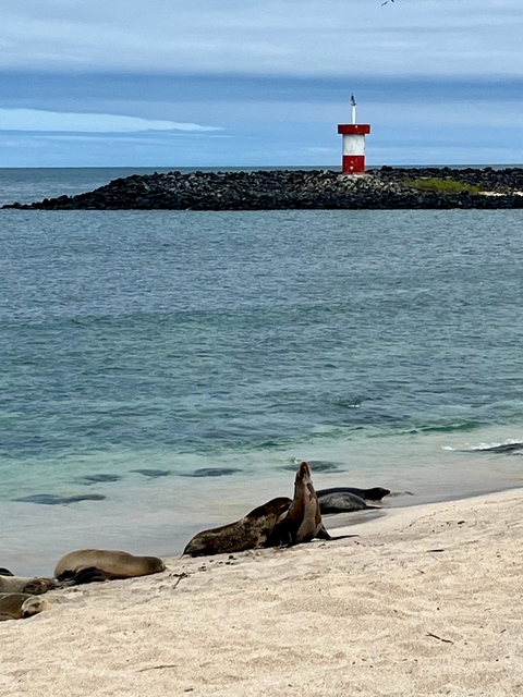 A person observing the sea from a sandy beach.
