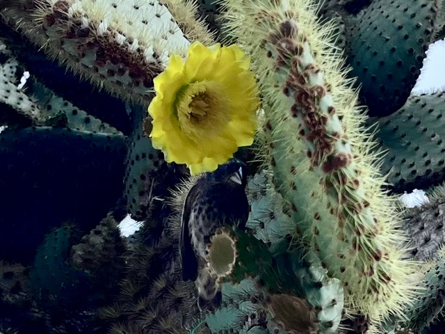 Klantbeoordelingsfoto van De essentie van de Galapagos 