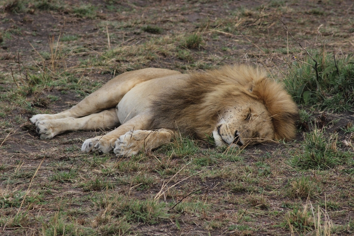 Lion resting on grassy ground in a savannah.
