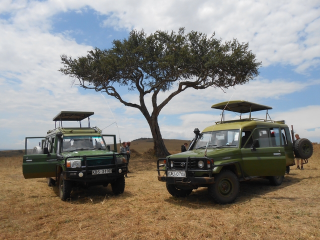       Two safari vehicles parked under an acacia tree.
  