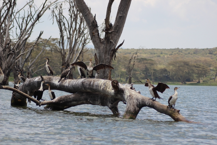 Several birds are perched on a fallen tree in a body of water with barren trees in the background.